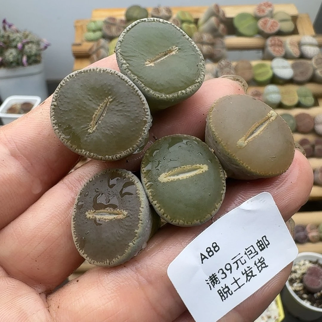 88有点干所以福利款