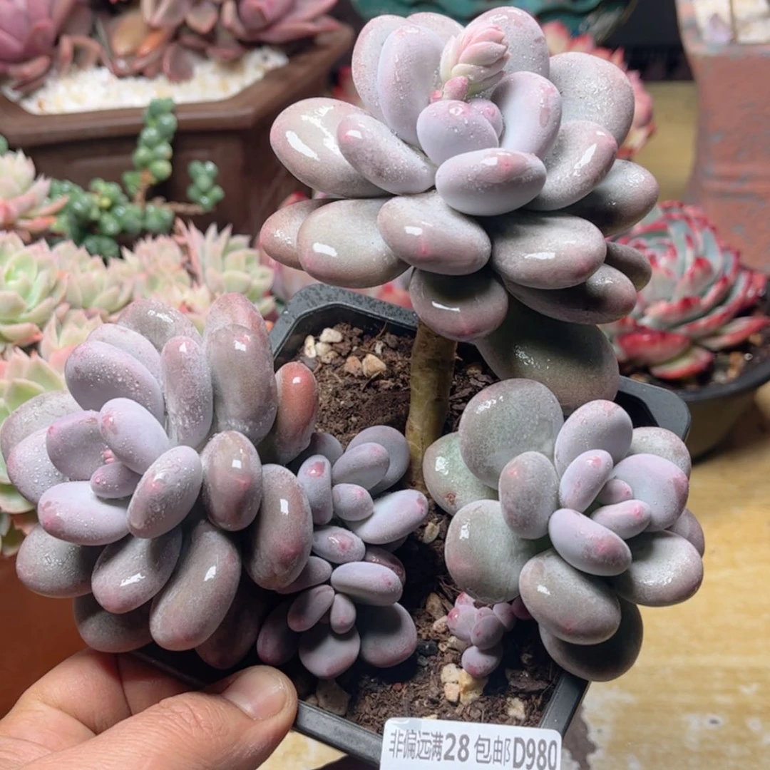 【闪购商品】980秋美人