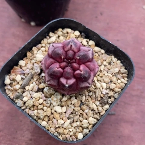 梦想单头2仙人球