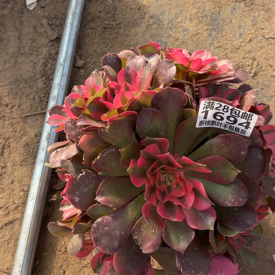 M. 1694香妃多肉汤，acen