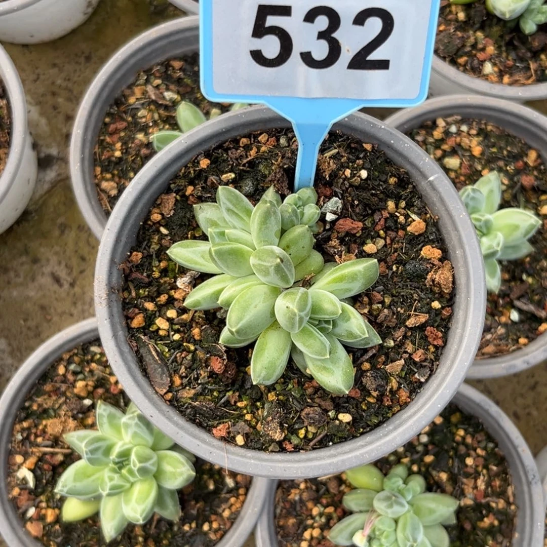 多肉植物青花瓷美人532