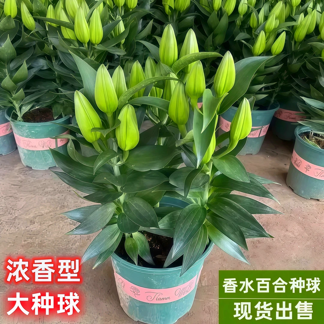 进口香水百合种球带芽重瓣四季盆栽绿植花卉多头室内外浓香易种