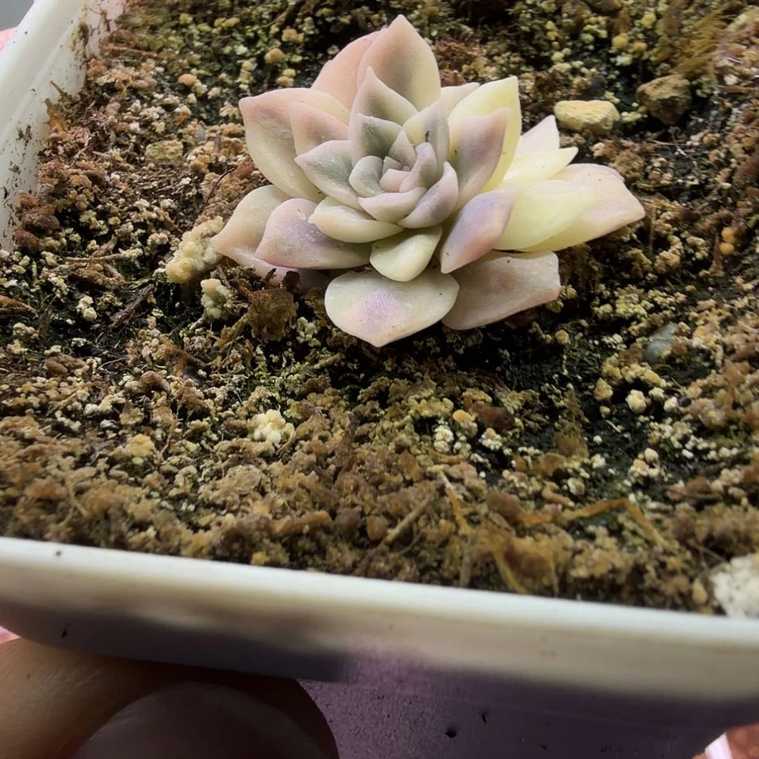 安娜玫瑰锦植物一物一拍