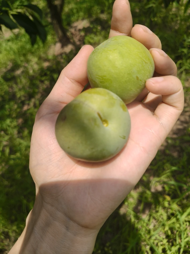 重庆川渝青脆脱骨李新鲜应季水果酸甜多汁现摘现发消暑佳果李子