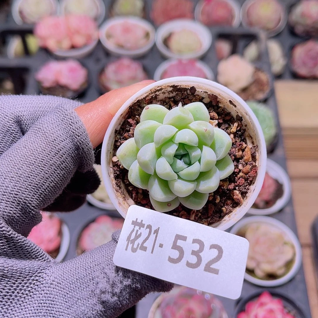 花21-532厚叶月影