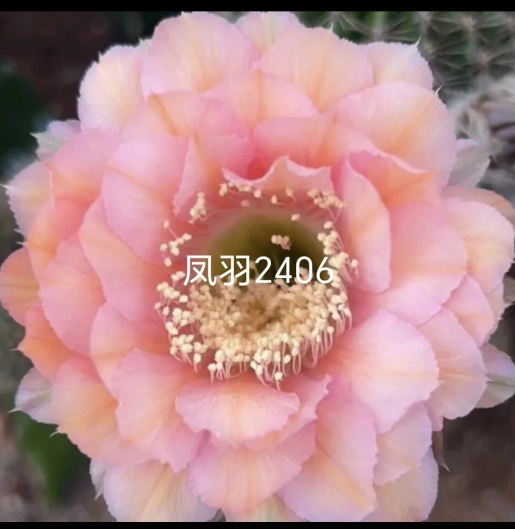 凤羽2406侧牙自根4.5公分