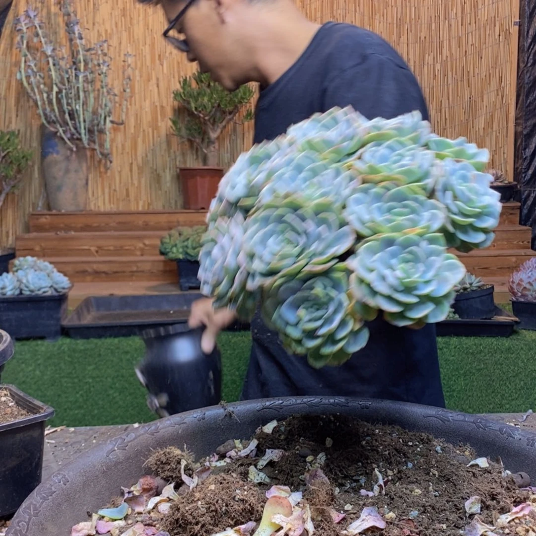 皮***粥34号海棠花多肉植物