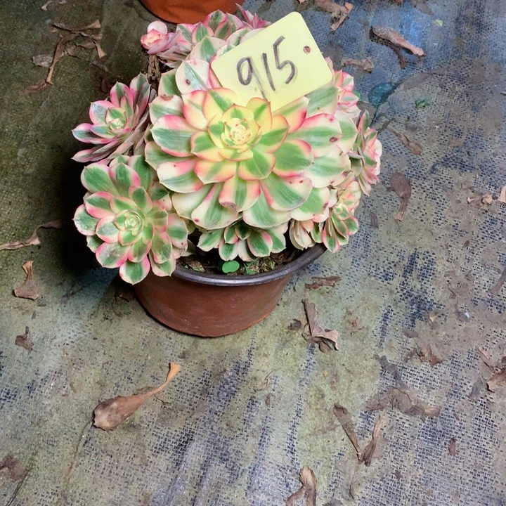 敏*兔915倾城多肉一物一拍