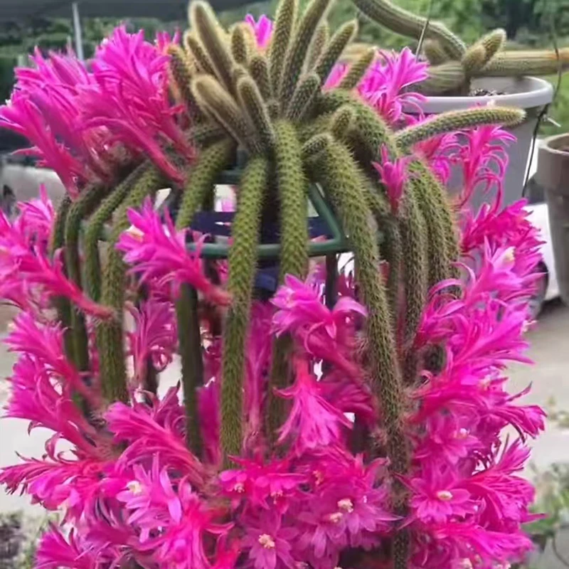 群生鼠尾仙人球群生垂钓鼠尾植物裸根发货春夏季开粉紫复色花