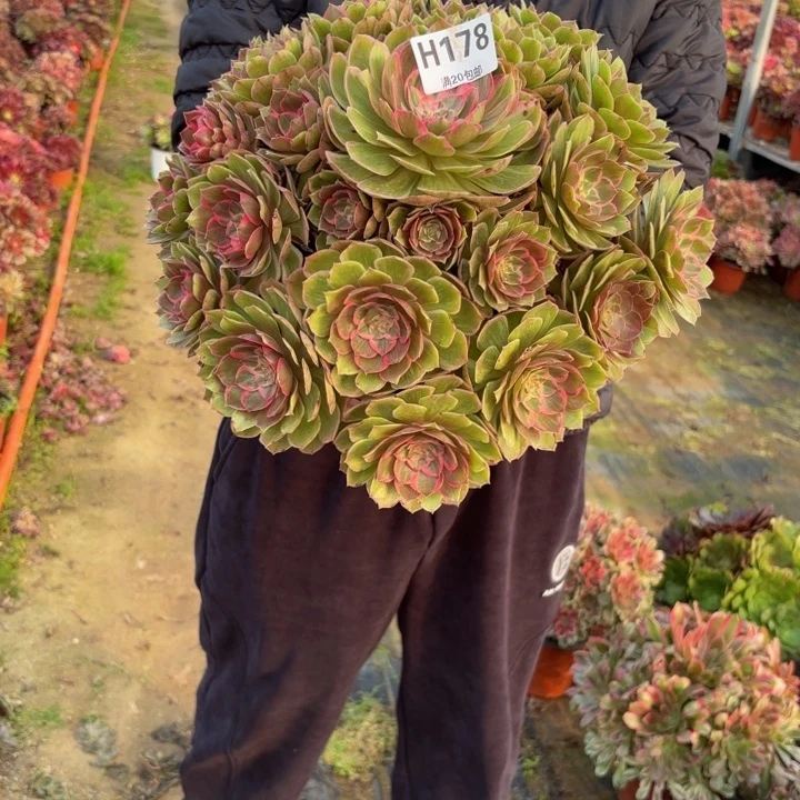 瑞妈，，。。，，。。178莲花座，