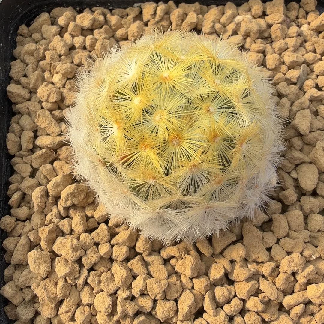 佛头嘉文丸脱土发货