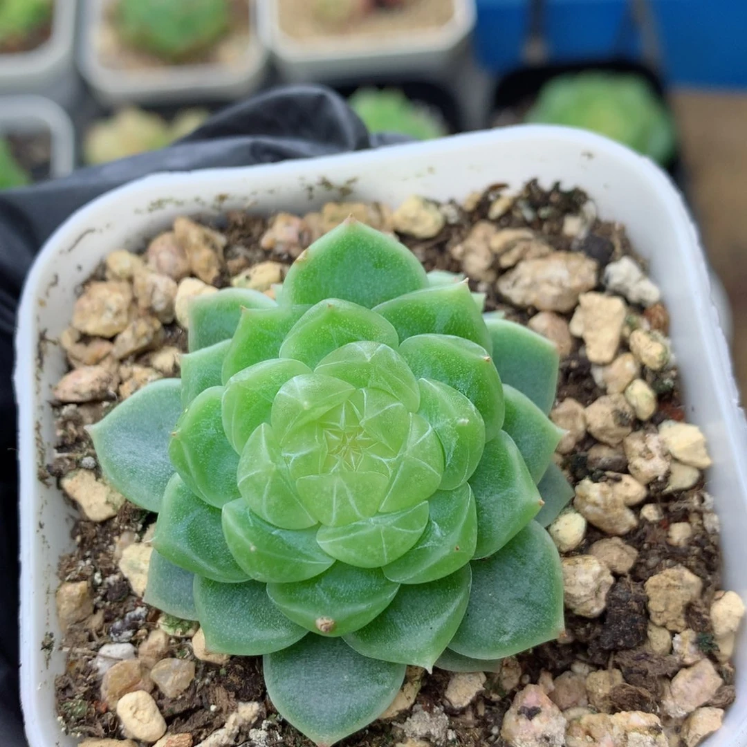 58包邮  群生不包整泼富84