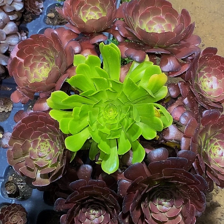 多肉植物保护研究所