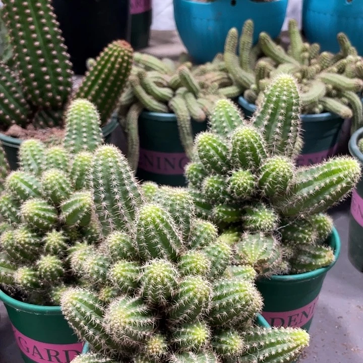 新品进口群生白檀帕米尔之眼