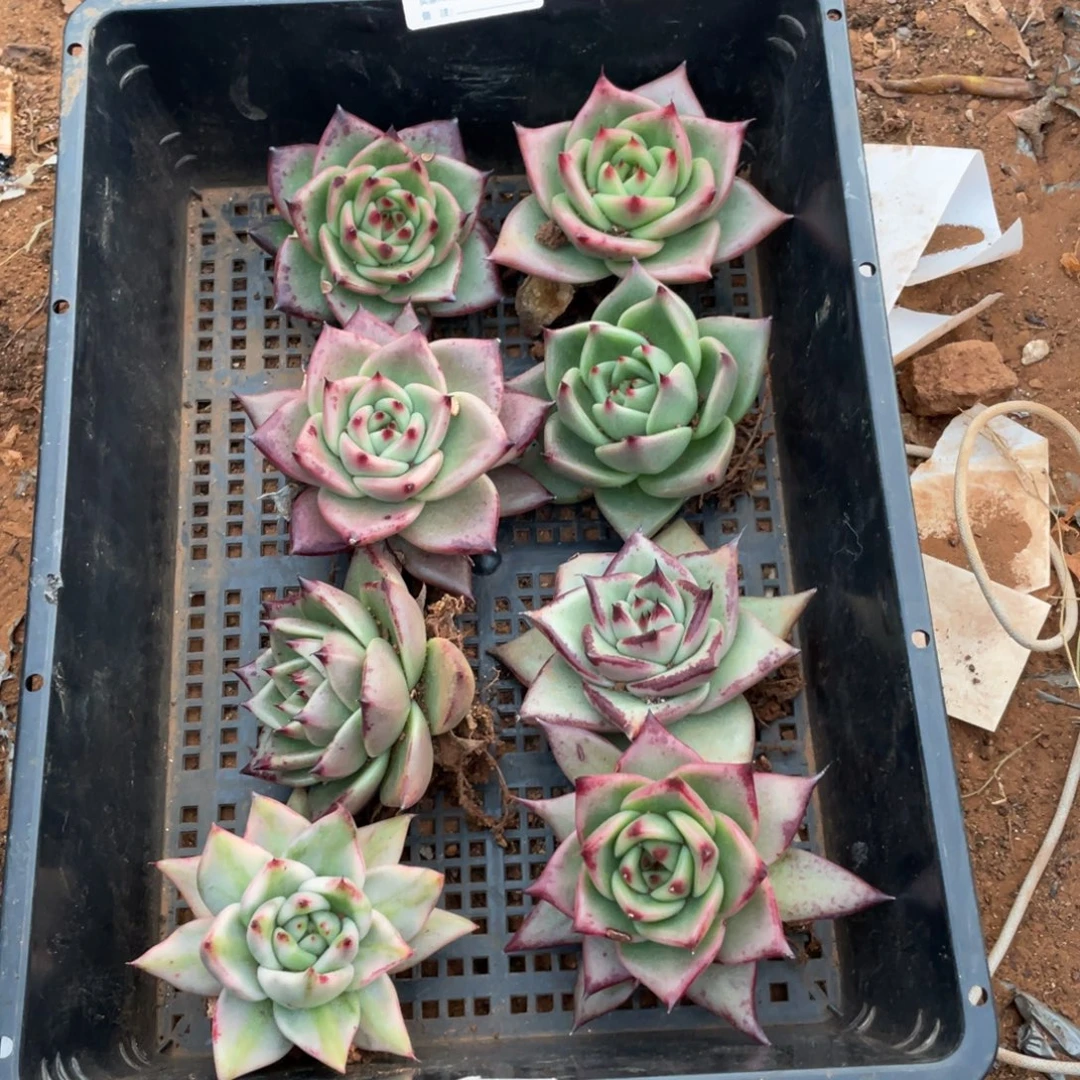 无花朵若如东云单拍E552