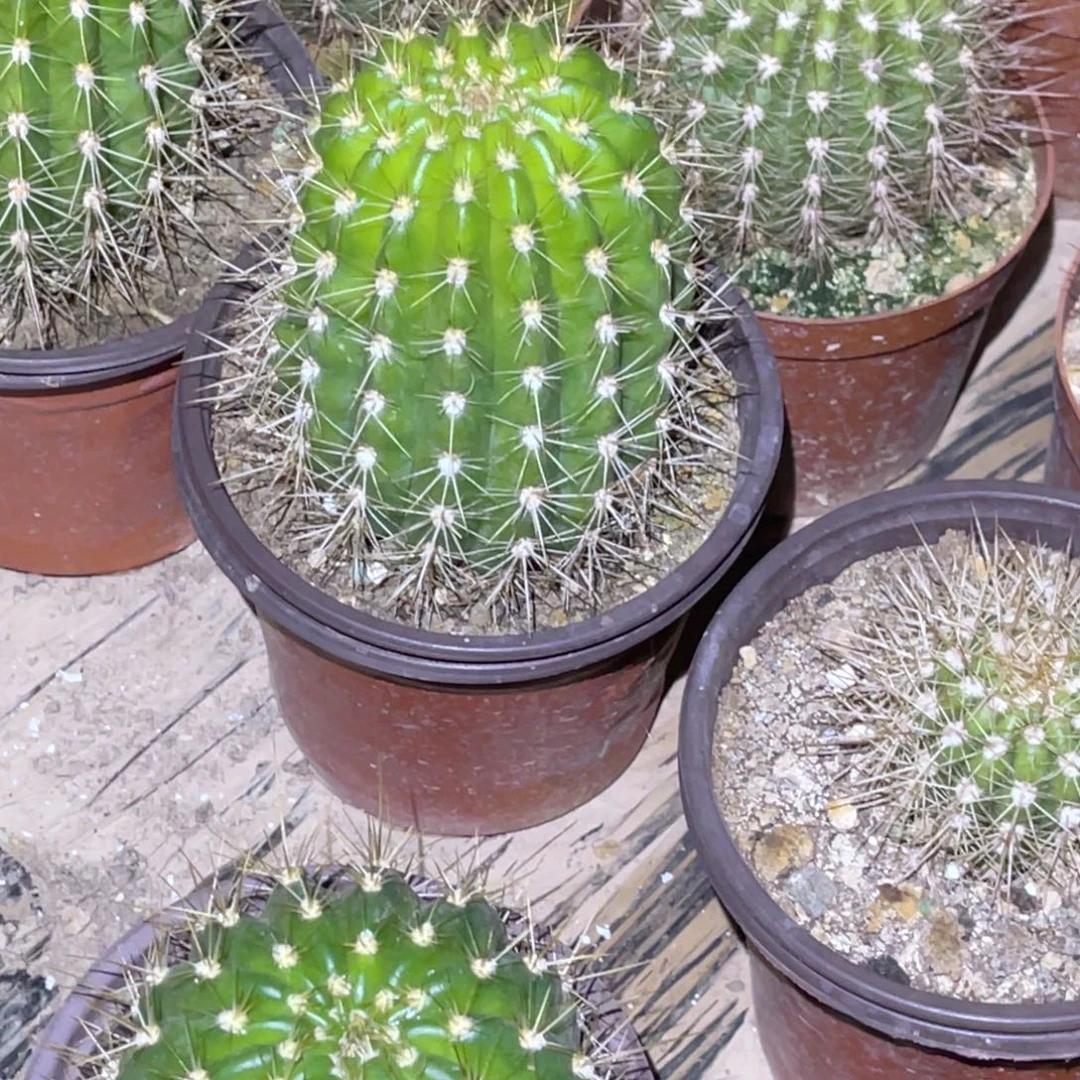 虫***妈粉黛。带盆土发货。