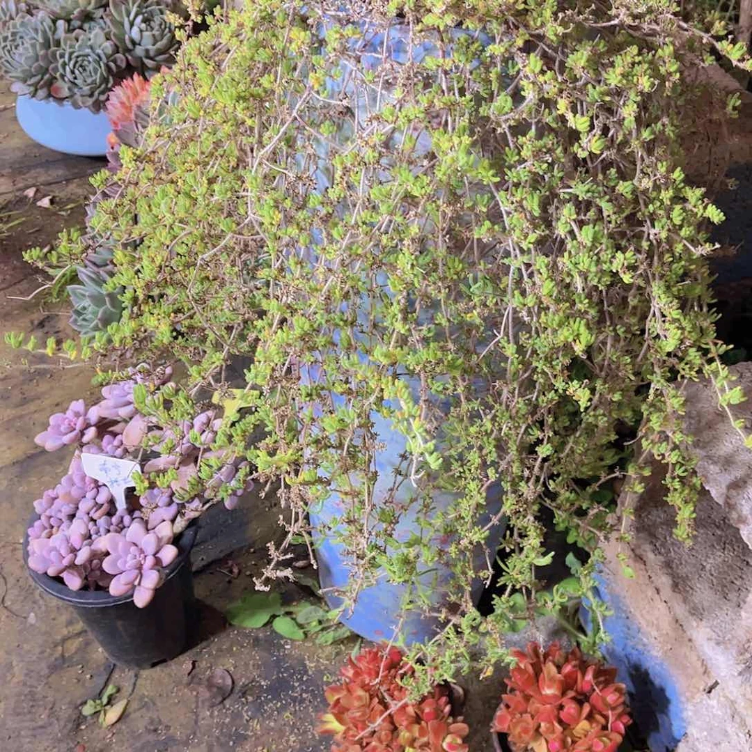 闹***闹多肉植物保护研究所所长