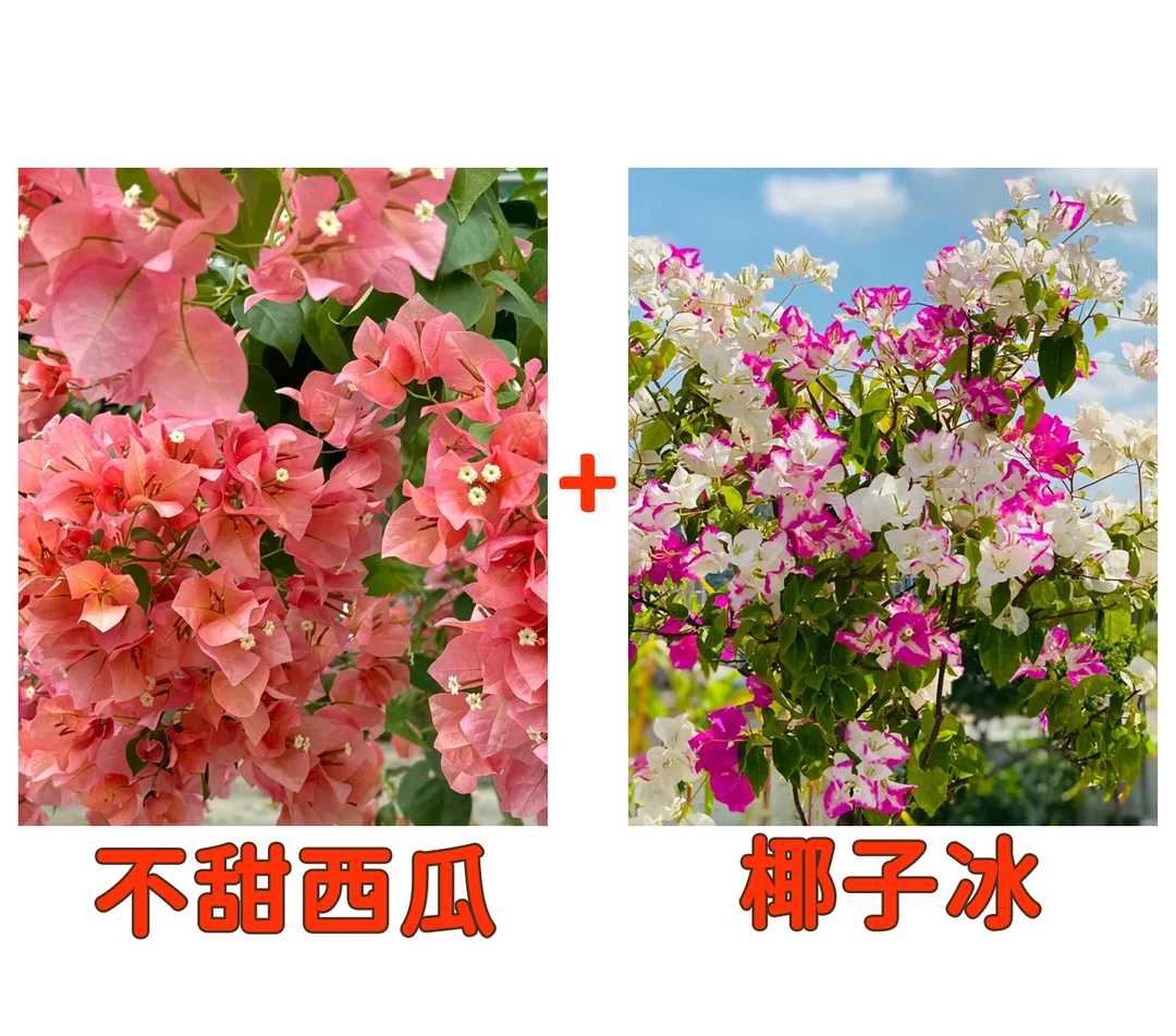 【不甜西瓜+椰子冰】到手2颗勤花耐热三角梅基地直邮不带花不带盆