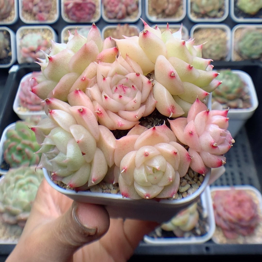 多肉植物。 麦秆41