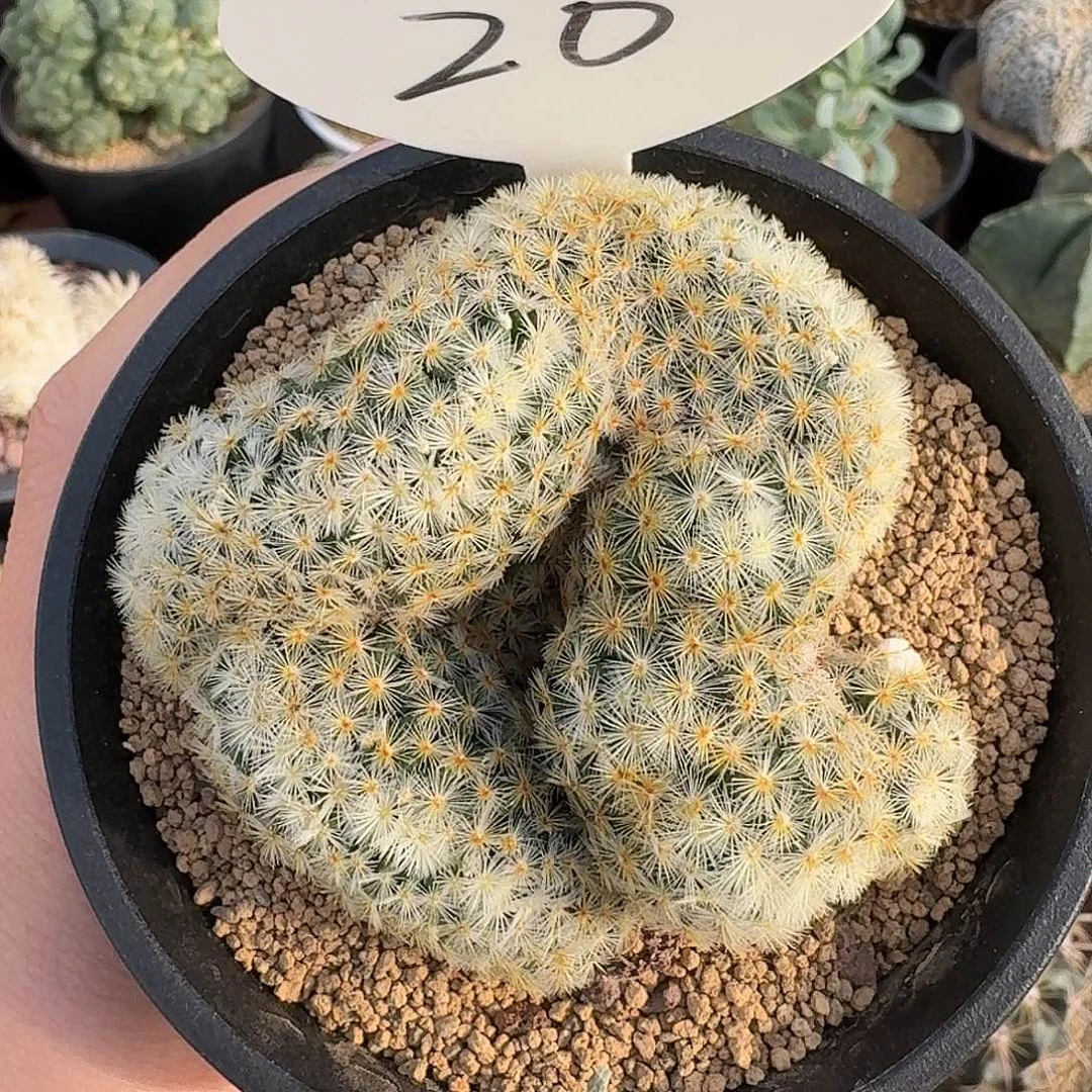 20号明星缀仙人球134