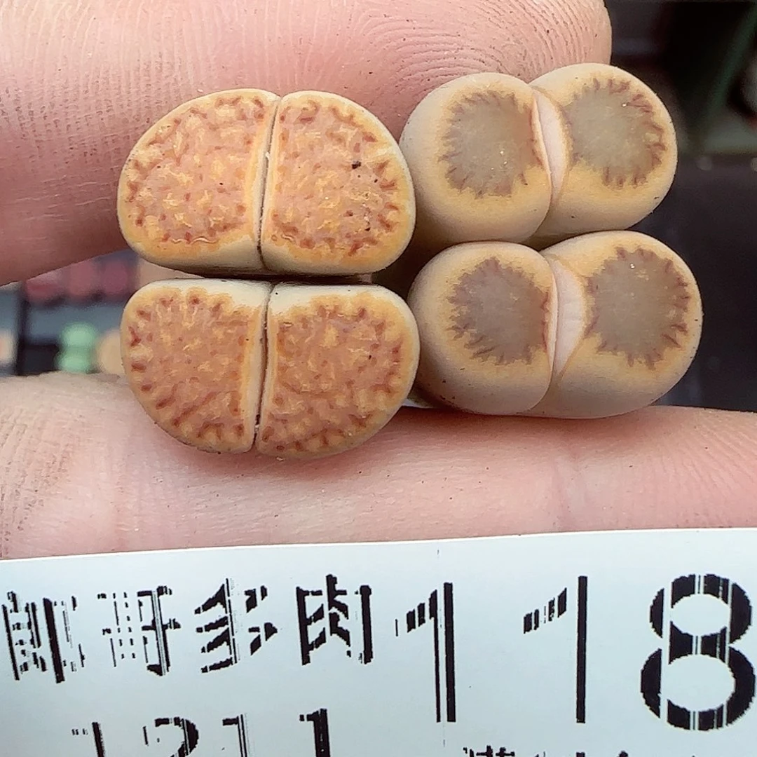 满满18包邮1211-118