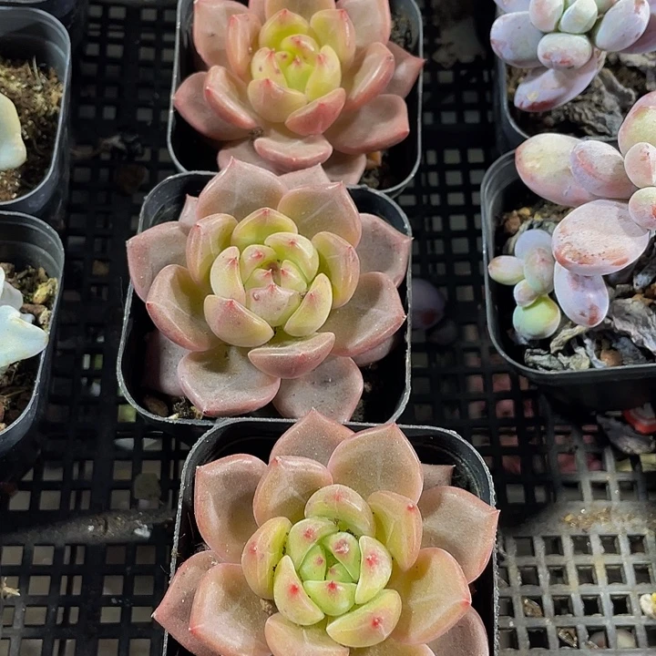 红橙3.8带盆土发发货