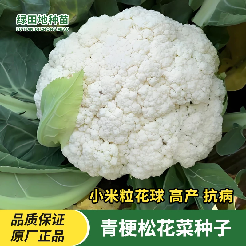 青梗松花菜种子西兰花种籽花椰菜耐热耐寒四季阳台盆栽蔬菜种子孑