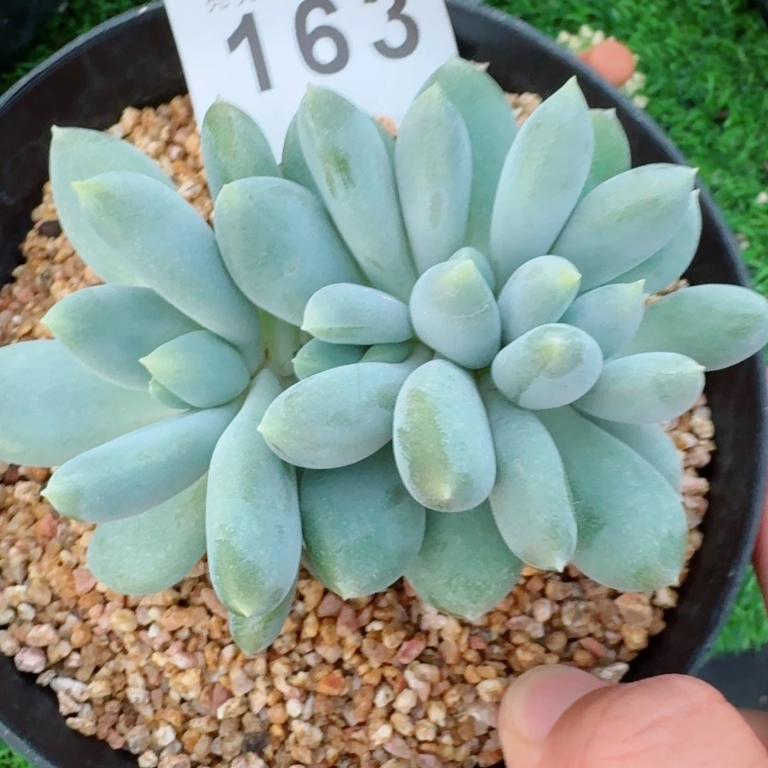 哥特萝莉缀化            精美多肉植物