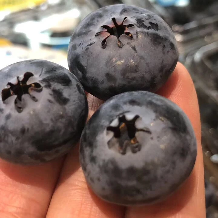 特大宝石蓝莓果树苗稀有品种蓝莓苗盆栽地栽苗南北方种植当年结果