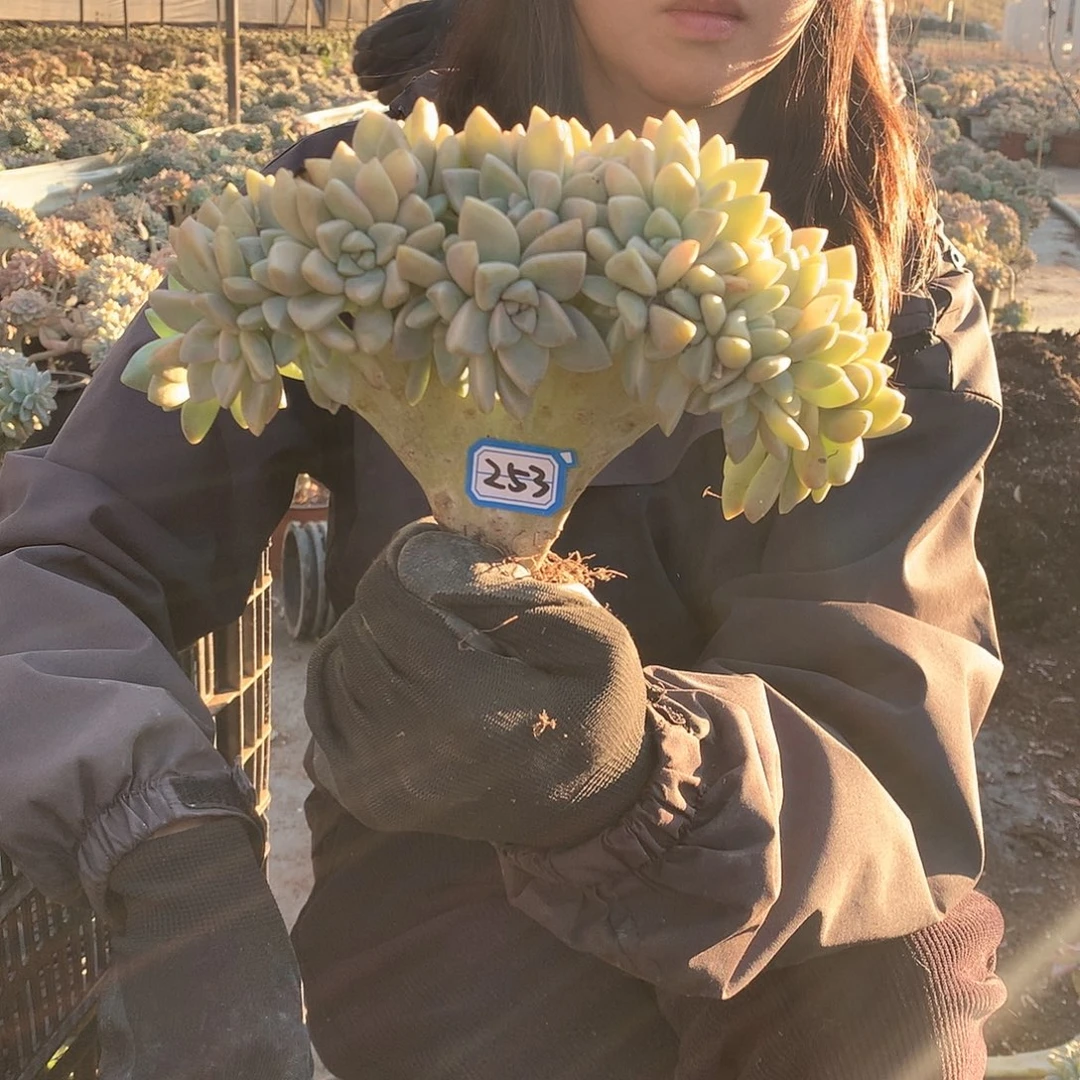 253 淡雪缀 一物一拍！