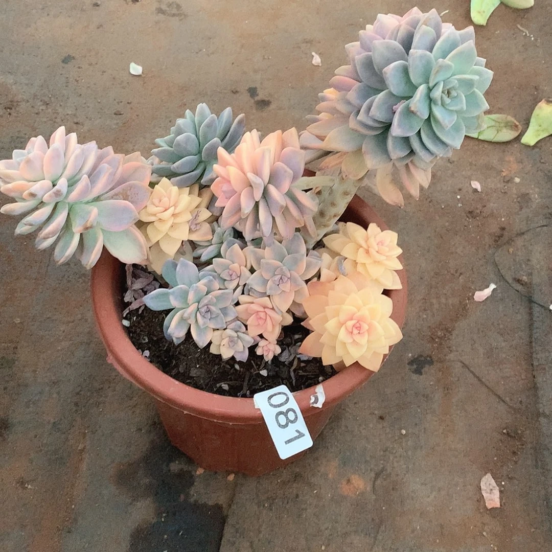 081淡雪锦 一物一拍