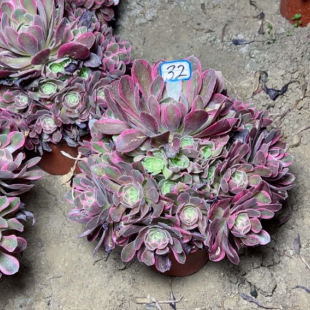 【闪购商品】多肉植物妖月32