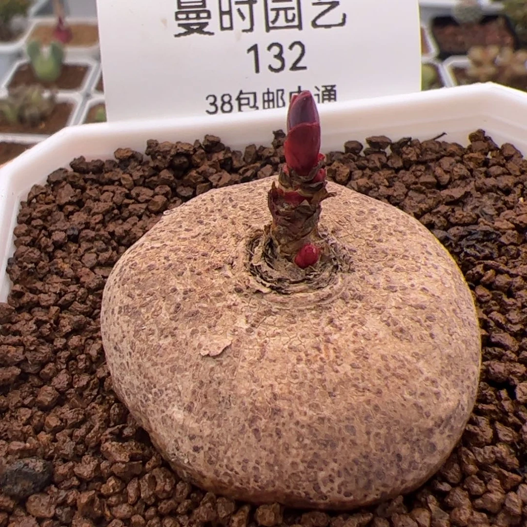 132号玫瑰大戟2.14多肉