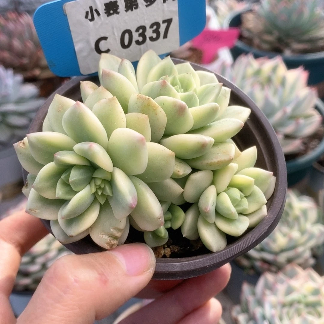 C337马库司锦锦锦锦锦