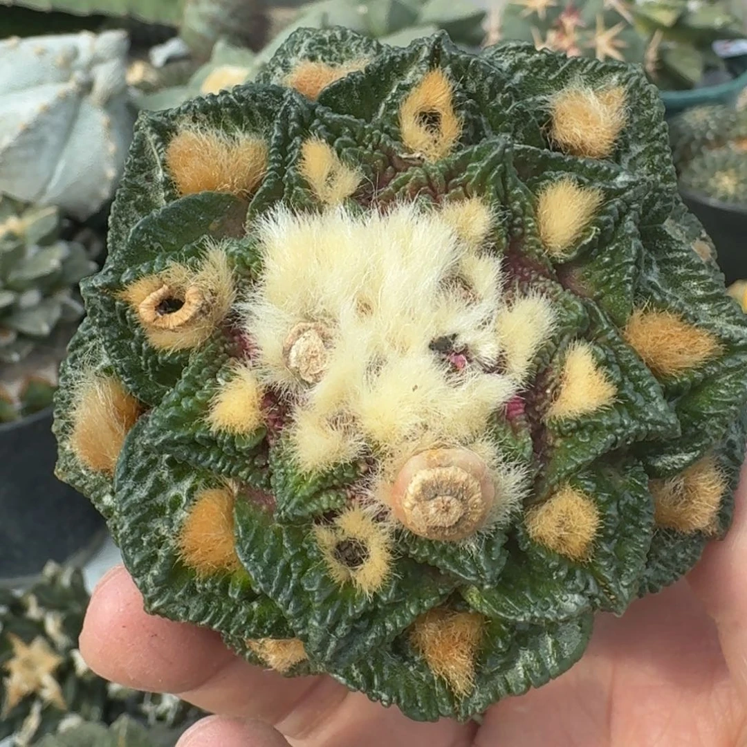 【闪购商品】落地龟甲牡丹