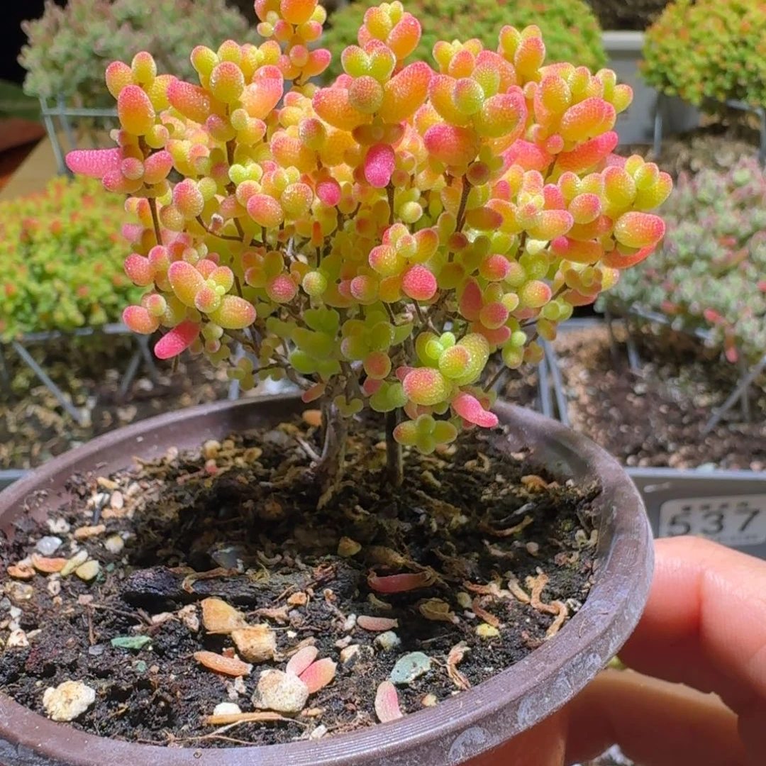 蜜桔糖球枝干番杏553