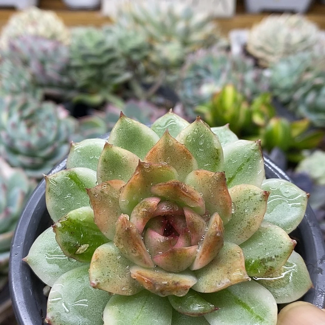 1049 绿水晶花脸锦 需延时发货