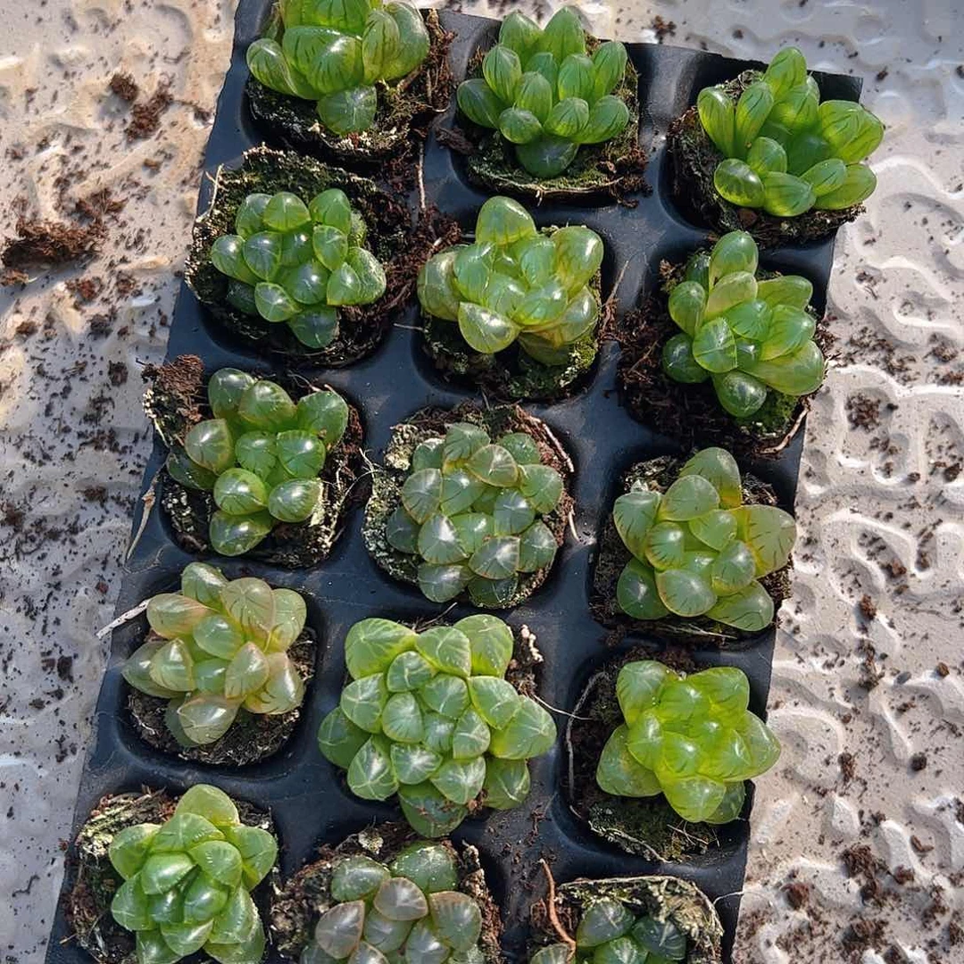 105孔玉露15颗带穴盘量拍