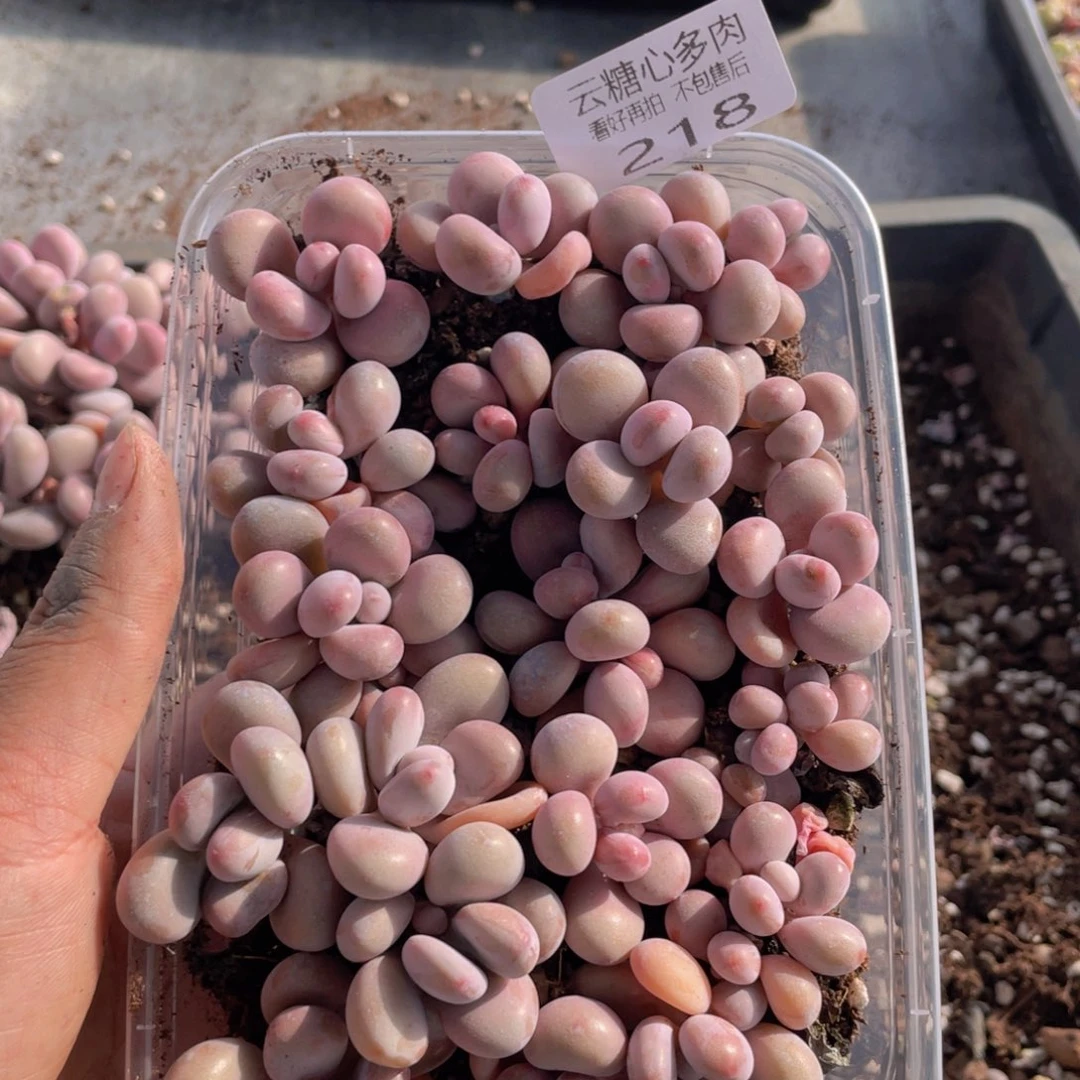 云糖心多肉植物218