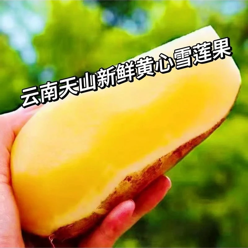 （十斤装）云南天山新鲜现挖黄心雪莲果清甜脆爽多汁应季
