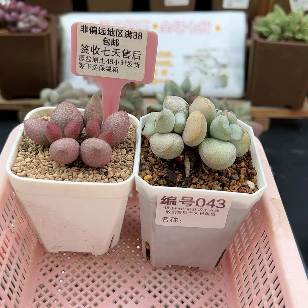 山***吃043服部硬叶白蛋多肉植物