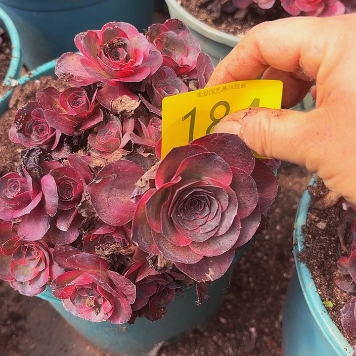 多肉植物纳福184个