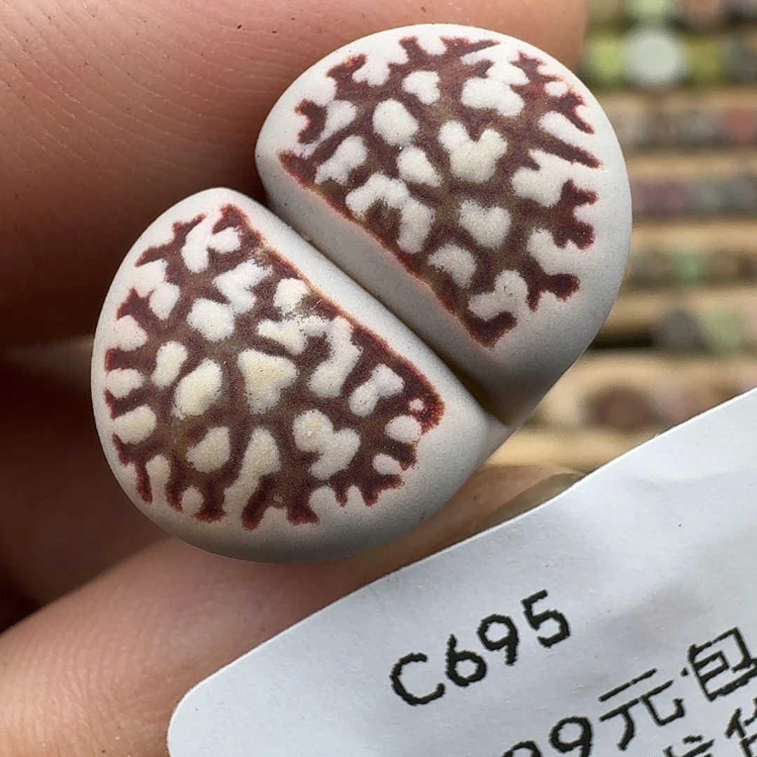 诗***s695多肉哈哈哈哈给哈哈
