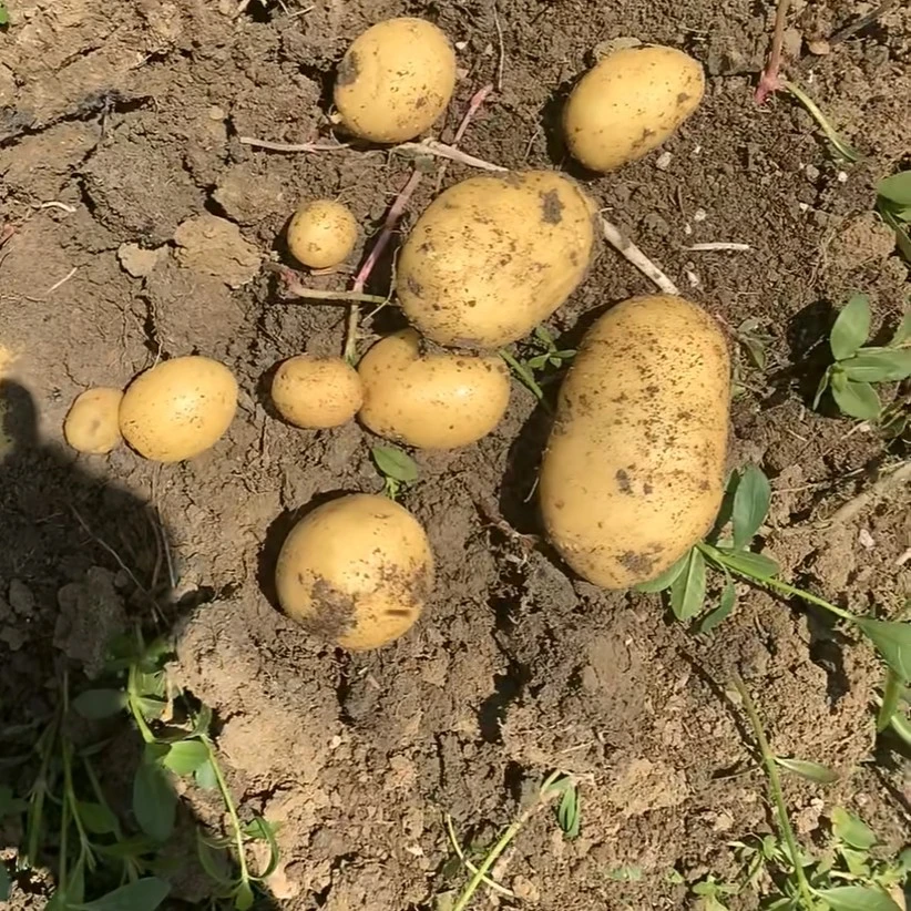 新鲜现挖土豆口感好