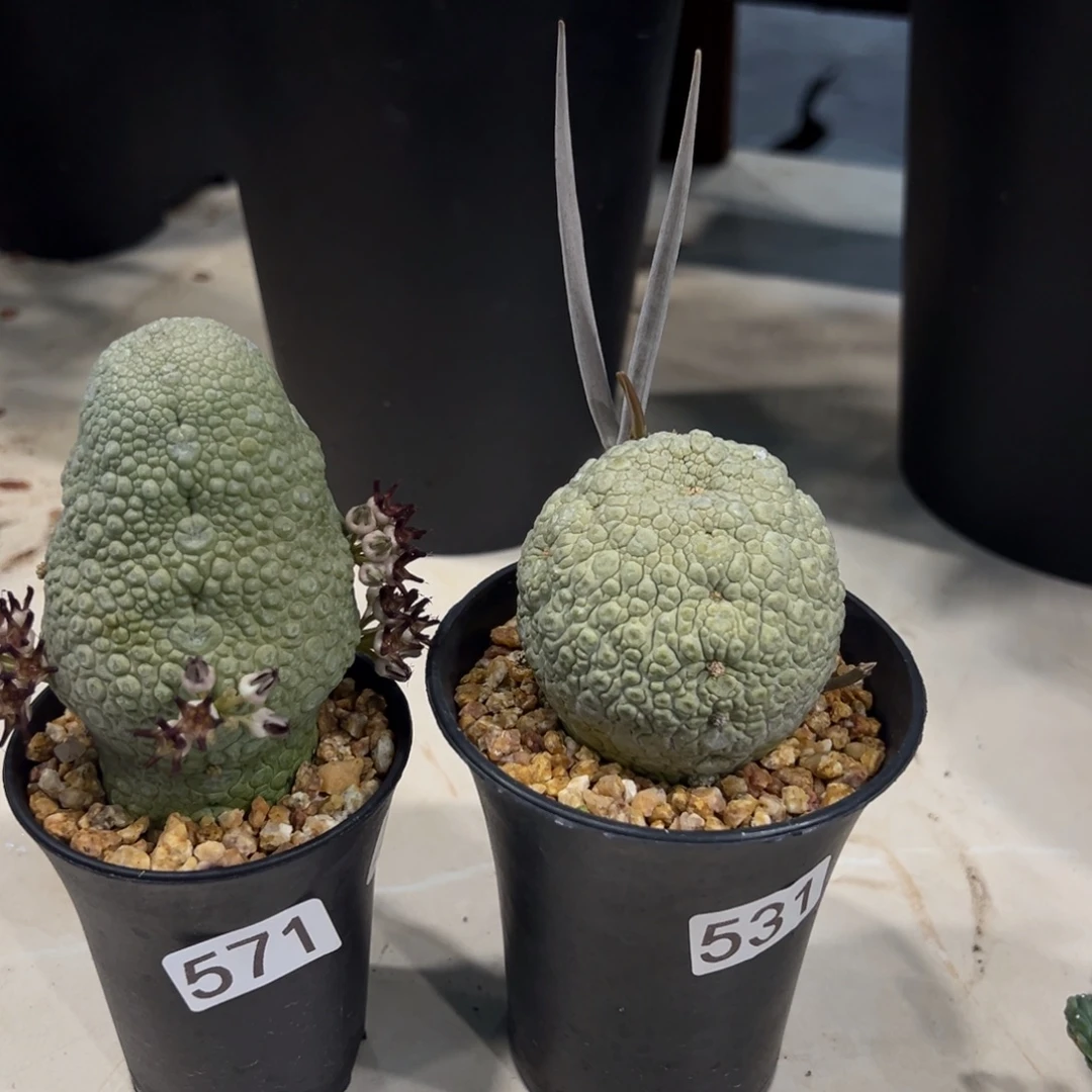 ＿***曦531-571宁蹄玉仙人球脱土发货