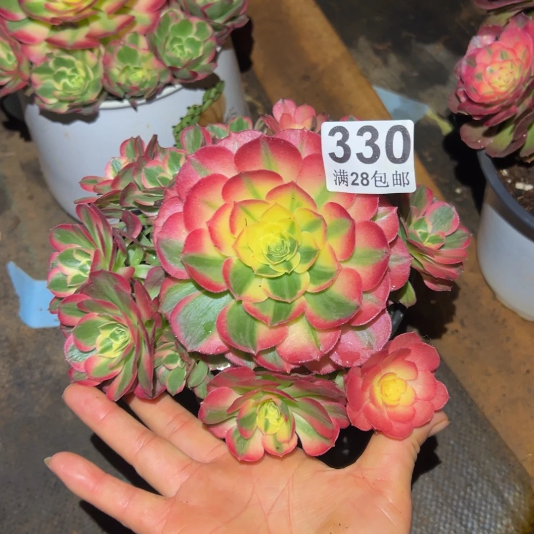 多肉植物330海仙的