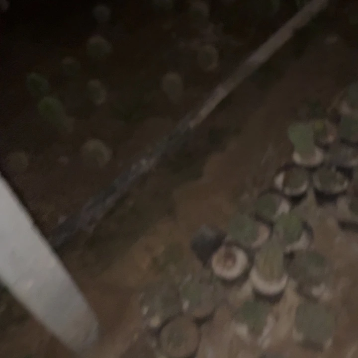 ****∞奥绿两个700克仙人球