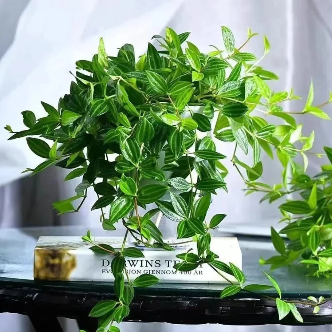 钻石翡翠盆栽吊兰植物花卉装修净化空气吸甲醛苯室内绿植卧室