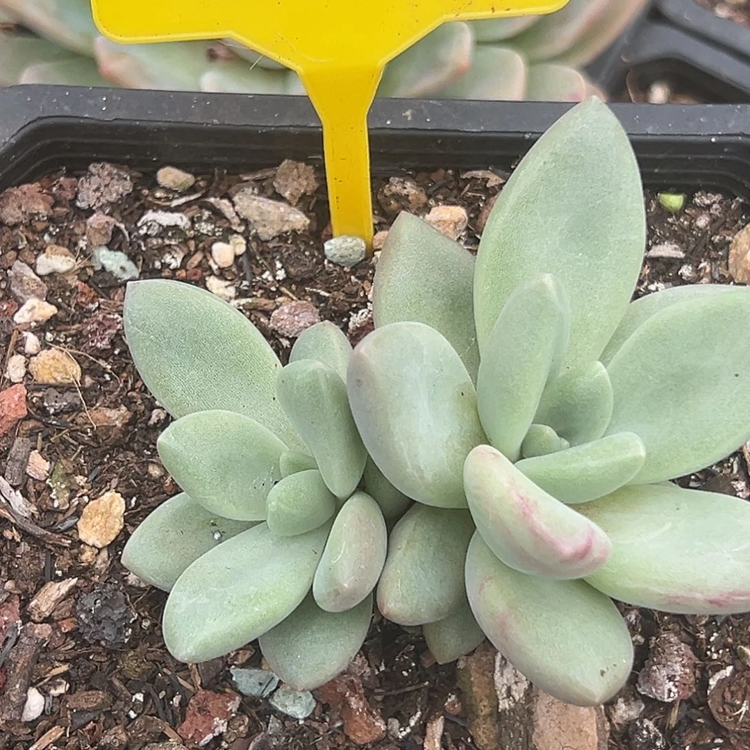 赫本多肉植物595