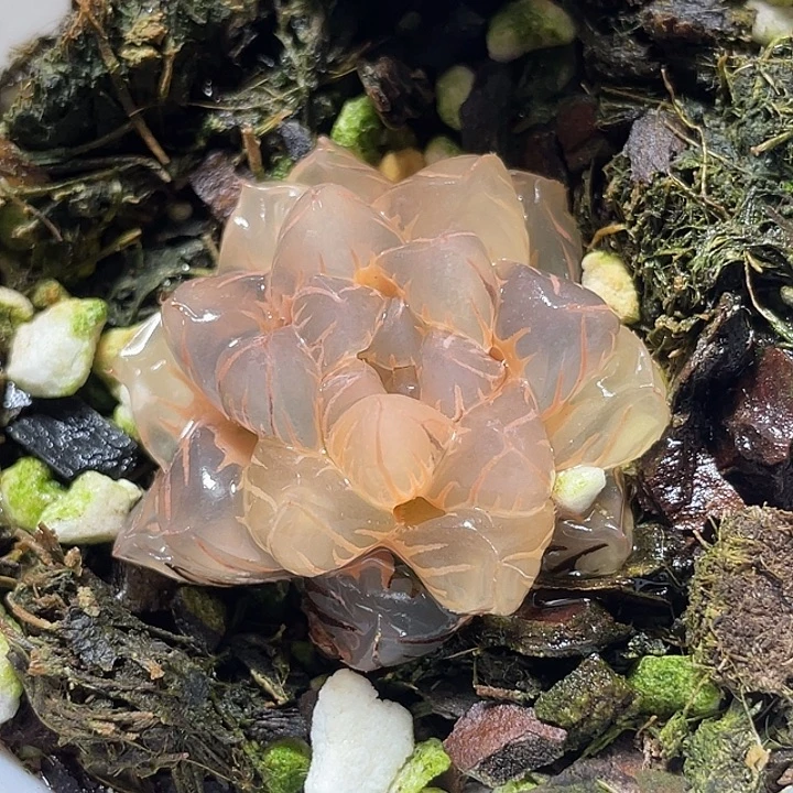 528糊斑水中月锦福利一物